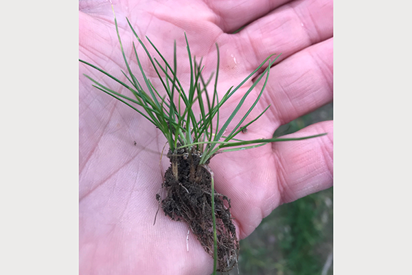 Hånd der holder væselhale plante